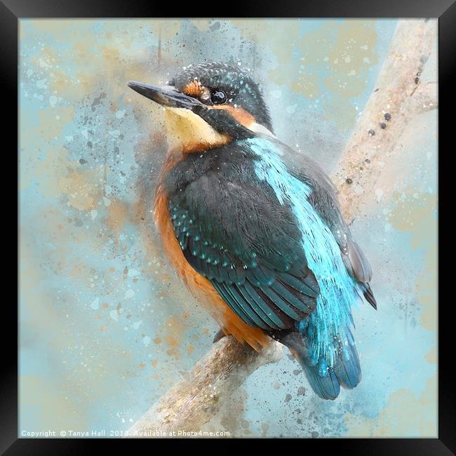 Kinfisher, Young Kingfisher, watercolour grunge sp Framed Print by Tanya Hall