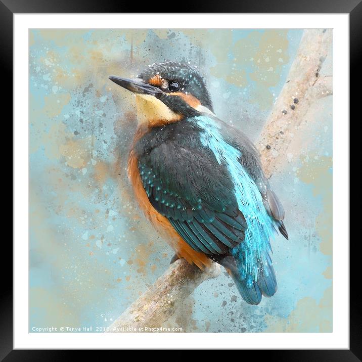 Kinfisher, Young Kingfisher, watercolour grunge sp Framed Mounted Print by Tanya Hall