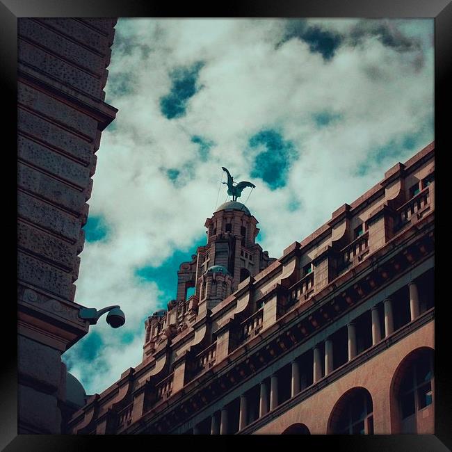 liver bird Framed Print by dave hanrahan