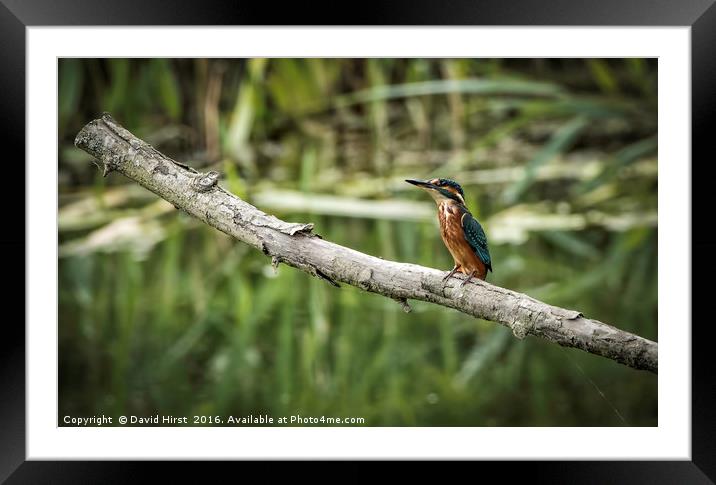 Kingfisher Framed Mounted Print by David Hirst
