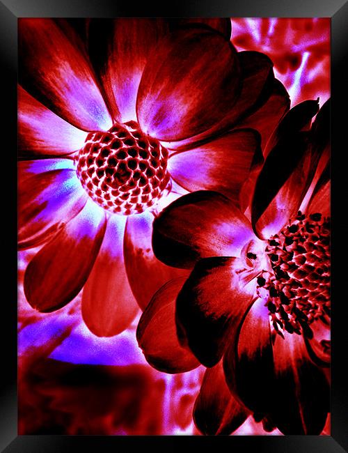 Flowers Framed Print by Mike Thomson