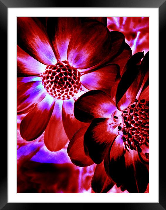 Flowers Framed Mounted Print by Mike Thomson
