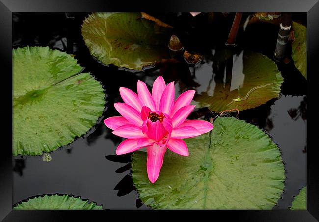 Floating Flowers Framed Print by Dana Milakovic