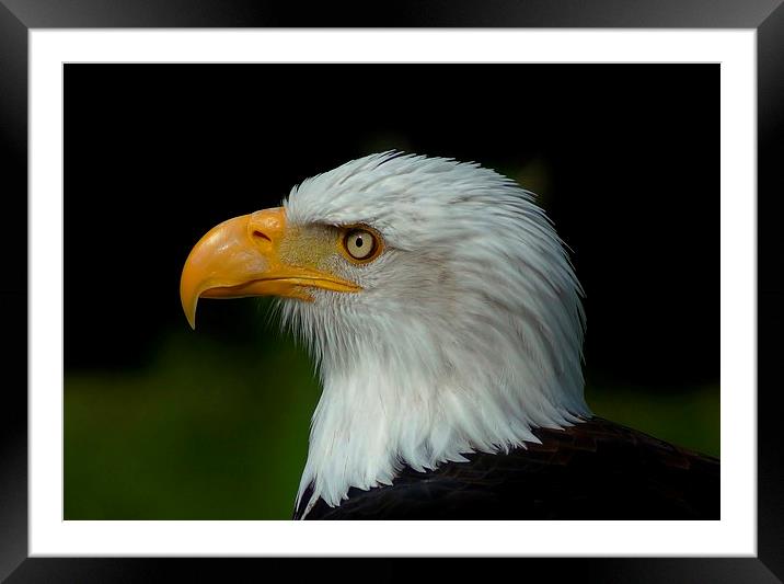  Bald Eagle Framed Mounted Print by Tim Clifton