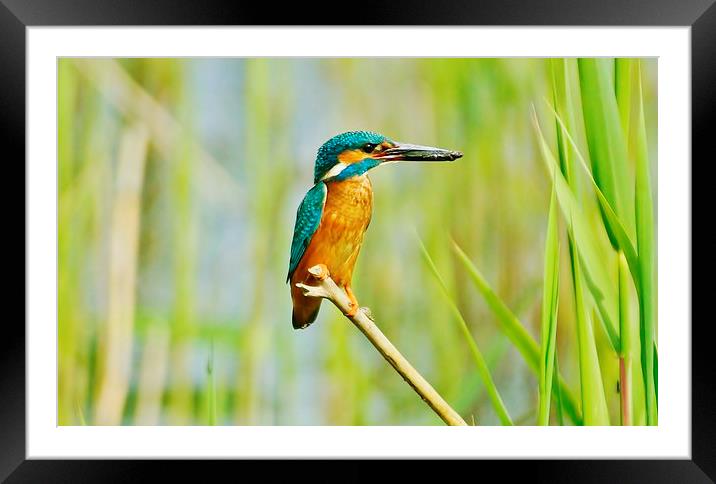  Kingfisher With Lunch Framed Mounted Print by Tim Clifton
