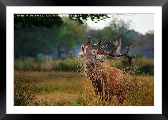 Call of the Wild Framed Mounted Print by Tim Clifton