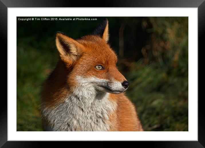  Foxy Lady Framed Mounted Print by Tim Clifton