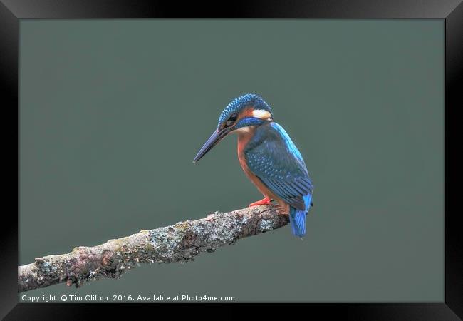 The Kingfisher Framed Print by Tim Clifton