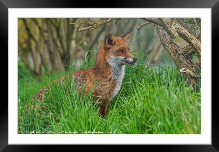 Eye on the Prize Framed Mounted Print by Tim Clifton