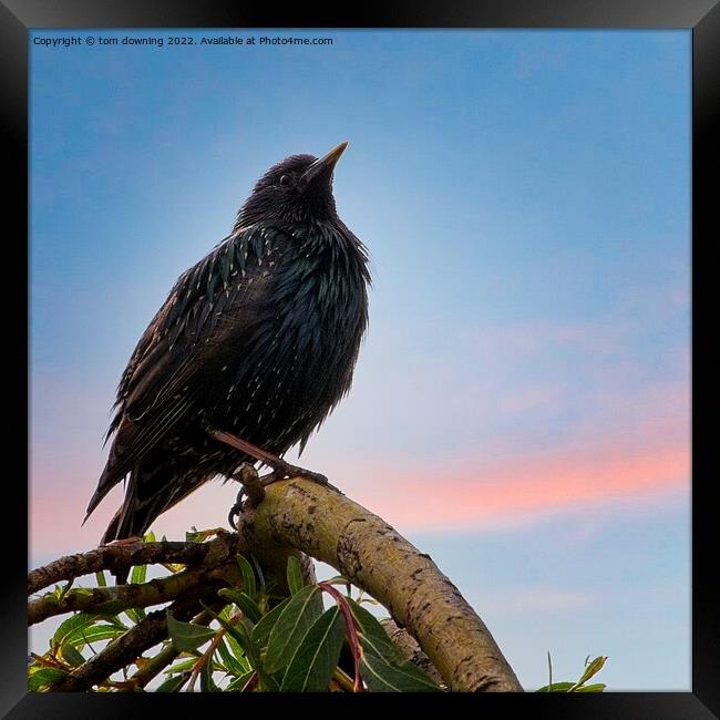 perched starling Framed Print by tom downing