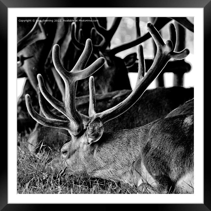 antler Framed Mounted Print by tom downing