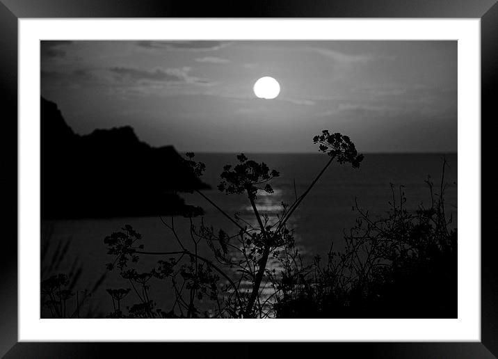  Wild Flower In Silhouette B & W Framed Mounted Print by tom downing