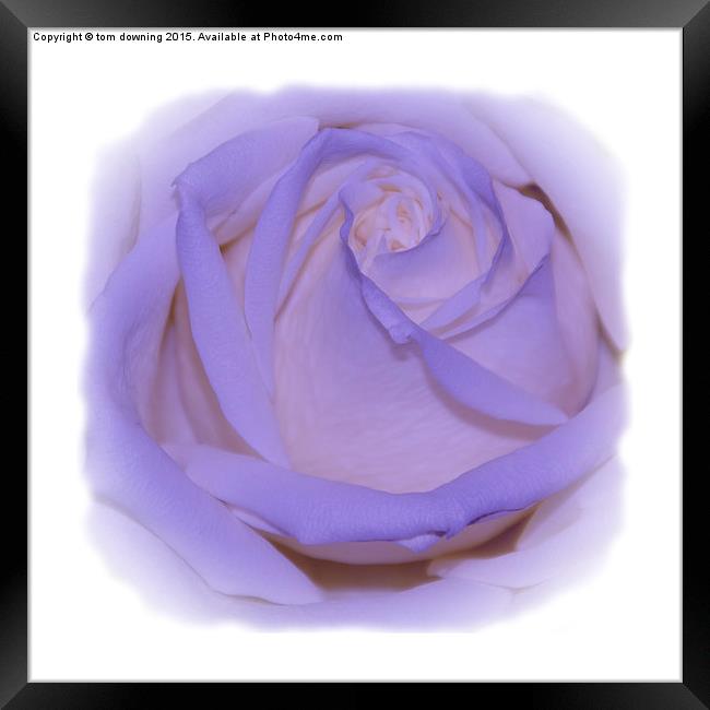  Lilac Rose Framed Print by tom downing