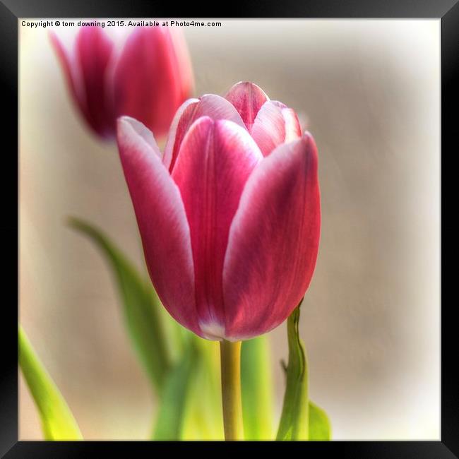 Tulip in Burgundy  Framed Print by tom downing