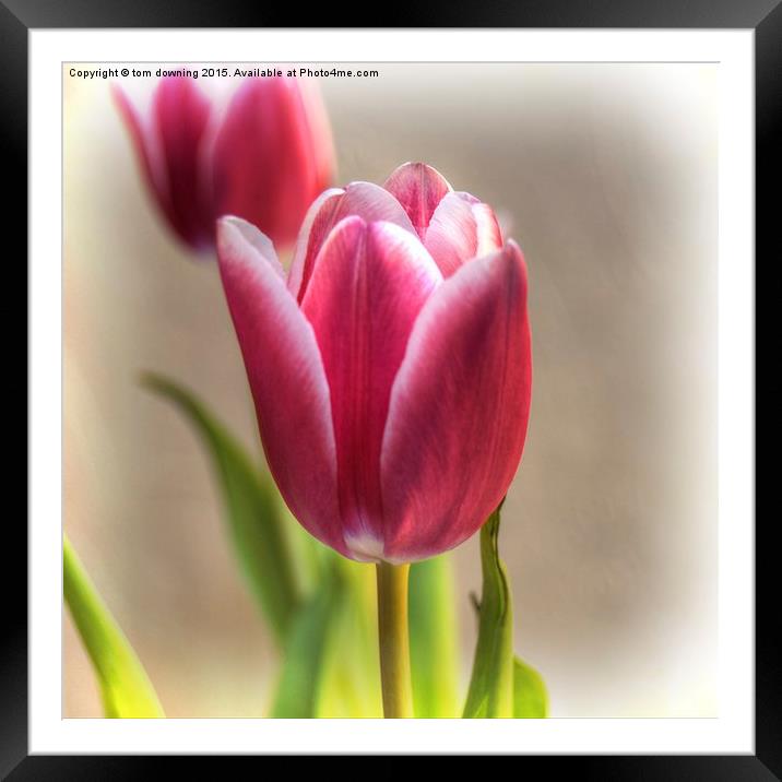 Tulip in Burgundy  Framed Mounted Print by tom downing