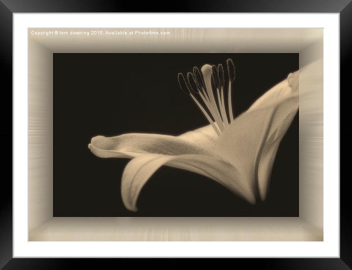  Soft toned Lily with boarder  Framed Mounted Print by tom downing