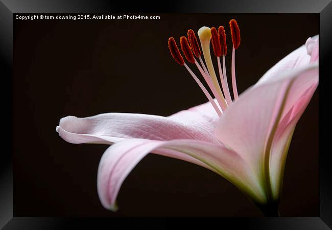  lily in color Framed Print by tom downing