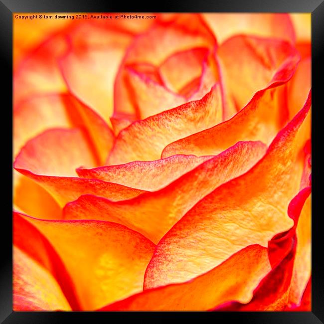 surreal rose petal Framed Print by tom downing