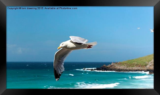   Flying High Framed Print by tom downing