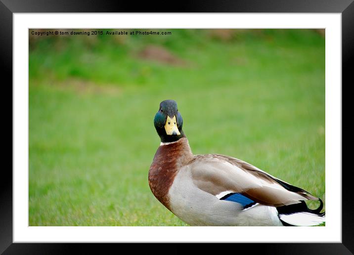  What you looking at Framed Mounted Print by tom downing