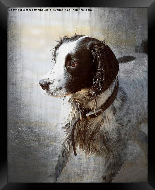  Portrait of a Springer Spaniel Framed Print by tom downing
