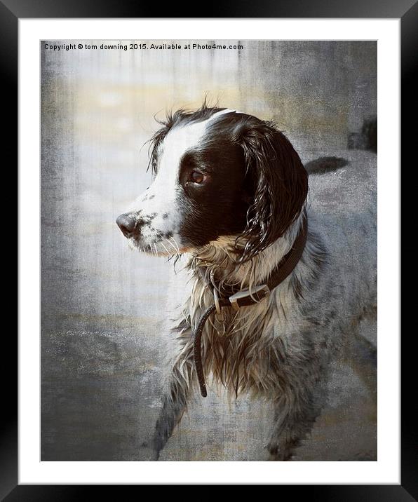  Portrait of a Springer Spaniel Framed Mounted Print by tom downing