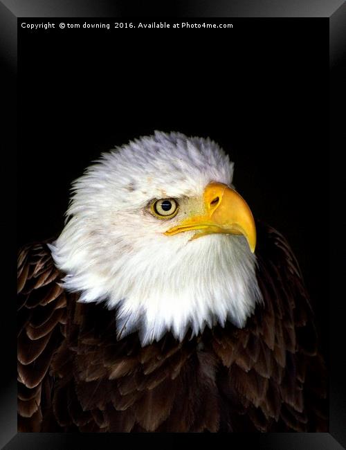 Bald Eagle Framed Print by tom downing