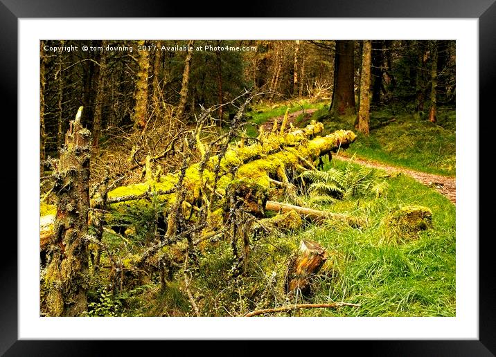 fallen trees Framed Mounted Print by tom downing