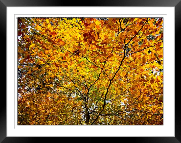 Colourful autumn leaves Framed Mounted Print by tom downing