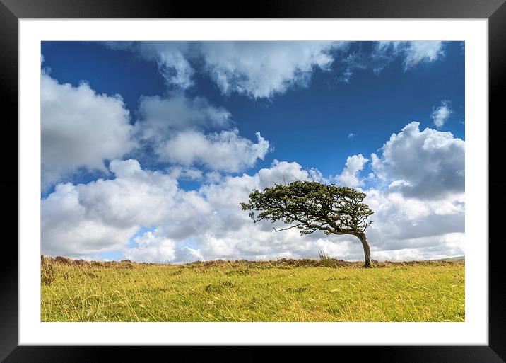  Prevailing Wind on Exmoor Framed Mounted Print by Bob Small