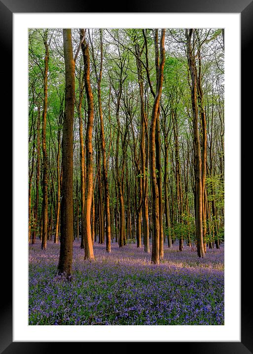 Bluebell Carpet Framed Mounted Print by Bob Small