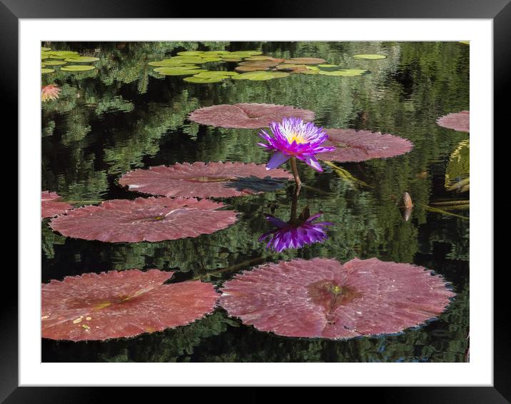 Waterlily Framed Mounted Print by Bob Small