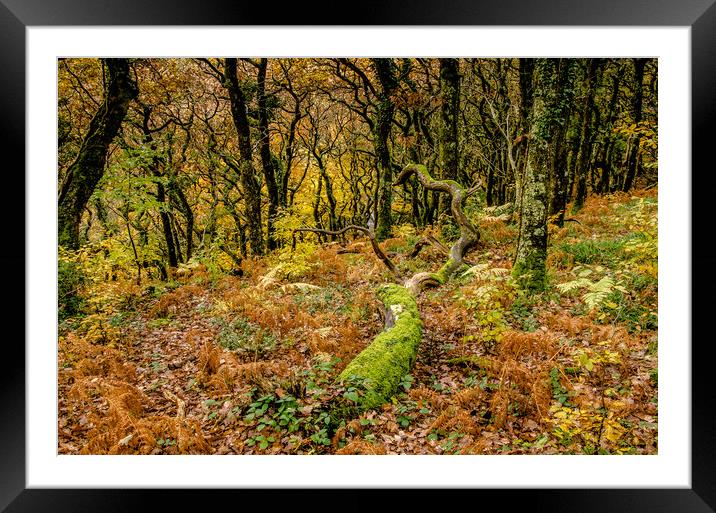 Woodland Colours Framed Mounted Print by Bob Small