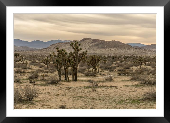 Joshua Trees Framed Mounted Print by Bob Small