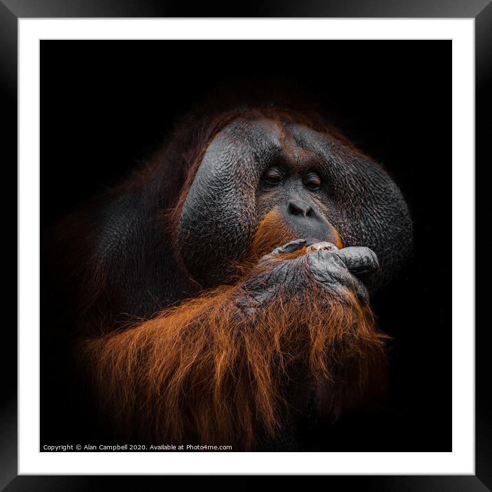 Mr Hungry Framed Mounted Print by Alan Campbell