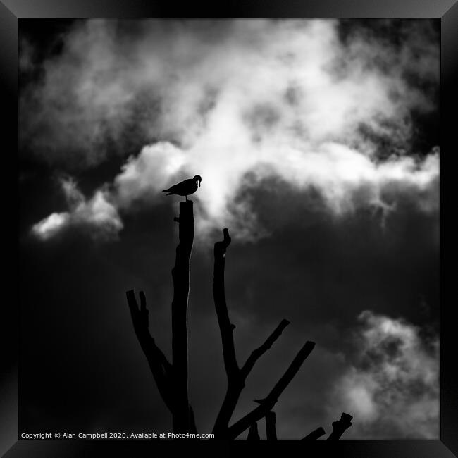 Bird Sleeping At Top Of Tree Framed Print by Alan Campbell