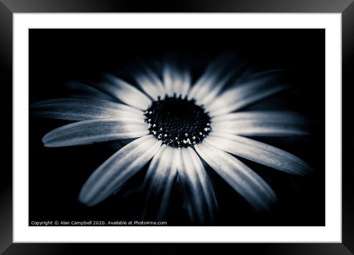 In Full Bloom Framed Mounted Print by Alan Campbell