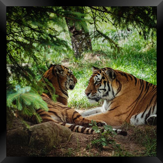 Tigers in love Framed Print by Alan Campbell