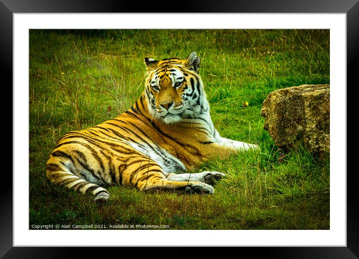 Relaxing Framed Mounted Print by Alan Campbell