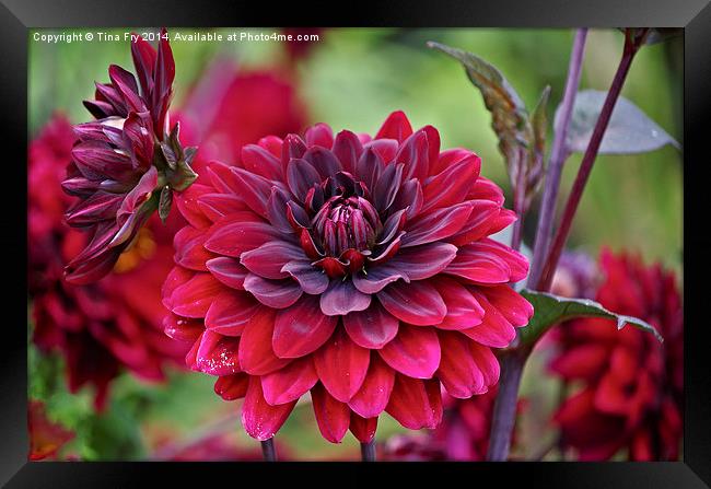 Crimson dahlia Framed Print by Tina Fry