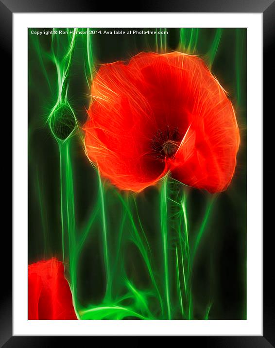 Poppy Framed Mounted Print by Ron Harrison