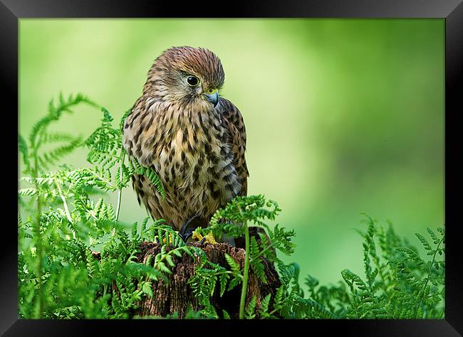  Kestrel Framed Print by Chris Hulme