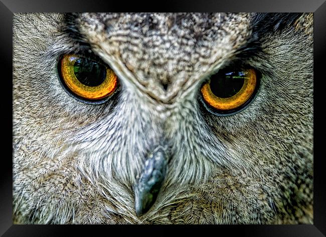  Eagle Owl Eyes Framed Print by Chris Hulme