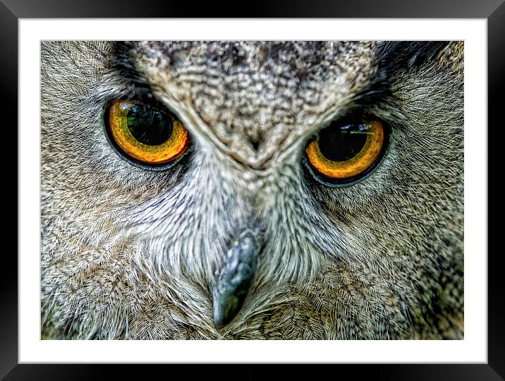  Eagle Owl Eyes Framed Mounted Print by Chris Hulme