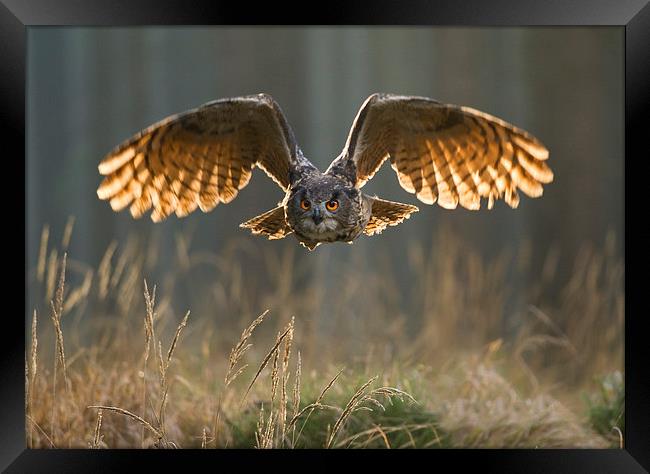  Eagle Owl  Framed Print by Chris Hulme