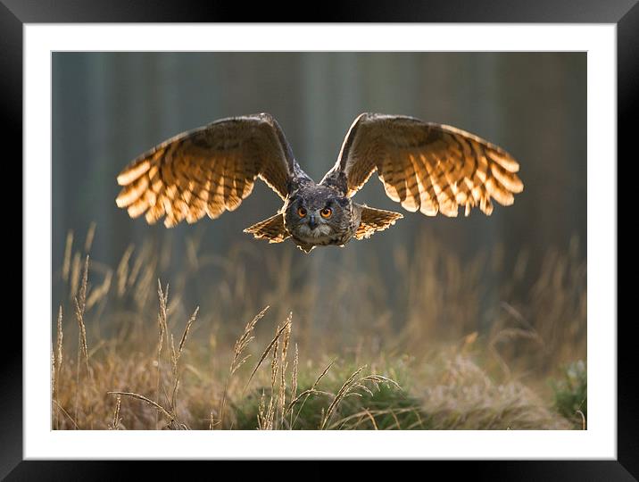  Eagle Owl  Framed Mounted Print by Chris Hulme