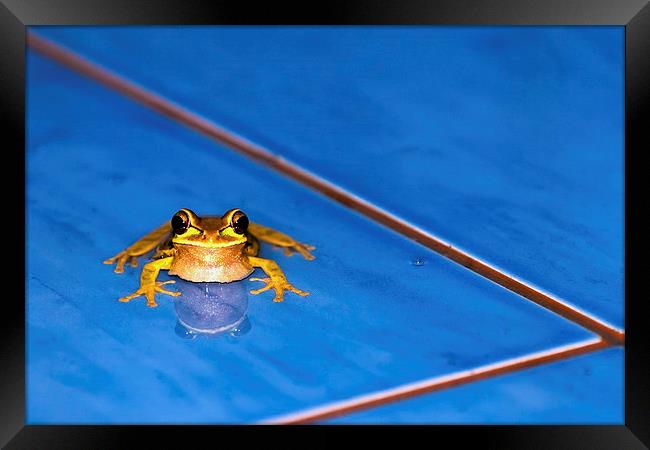  A Frog in the Pool Framed Print by Chris Hulme