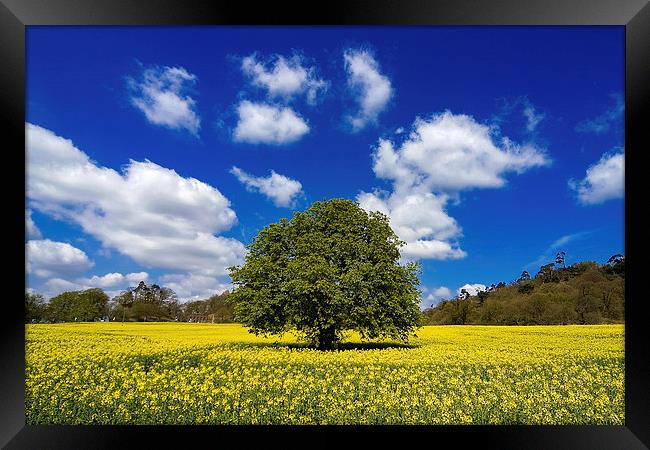  Field of Rape Framed Print by Chris Hulme