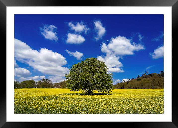  Field of Rape Framed Mounted Print by Chris Hulme