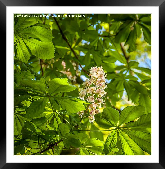  Sun on Horse Chestnut Framed Mounted Print by David Bradbury